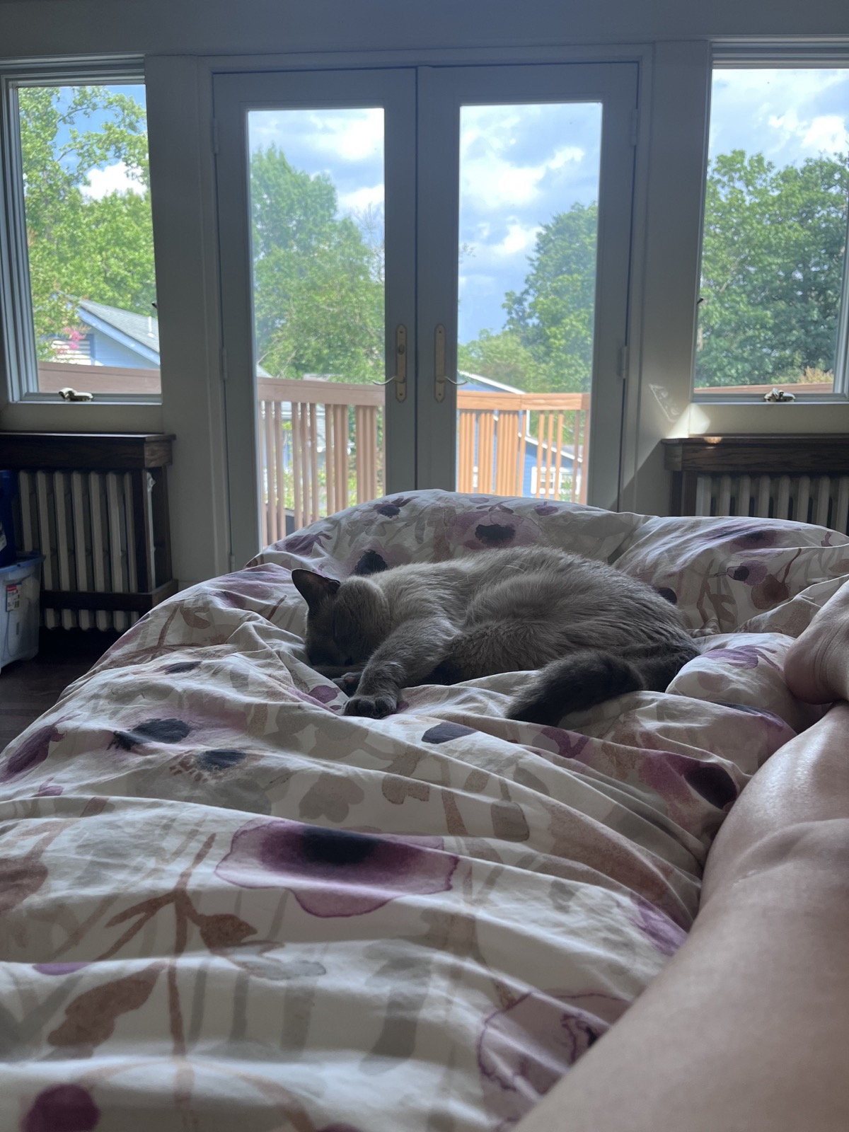Mochi sleeping on a bed in front of bright windows.
