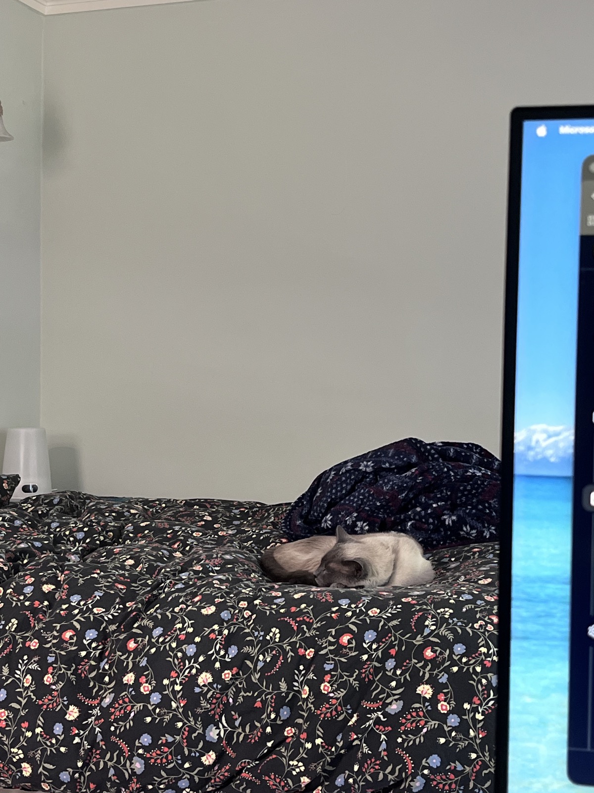 Mochi tucked on a bed, seen across the room.