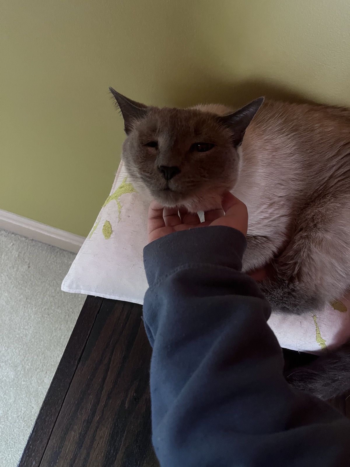 Mochi receiving a chin scratch and looking pleased.