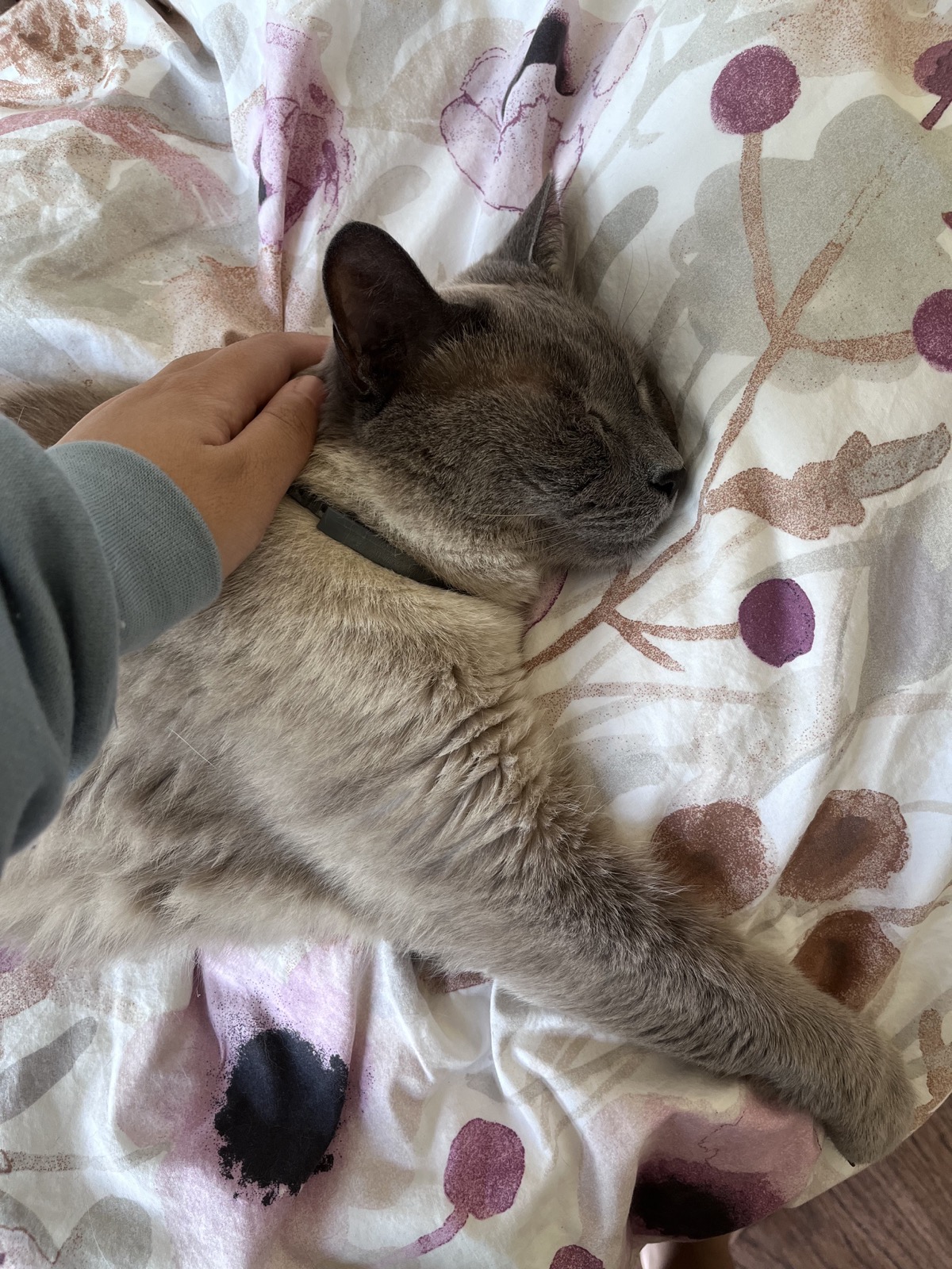 Mochi, a grey one-eyed cat, getting pets on a floral bedspread.